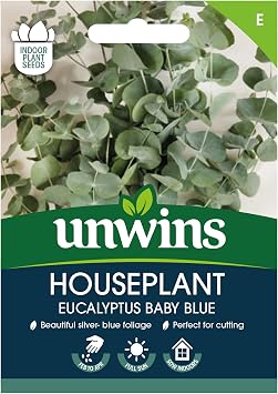 Houseplant Eucalyptus Baby Blue