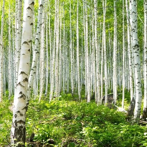 150 White Paper Birch Tree Seeds Hardwood Tree Seeds #TOP2