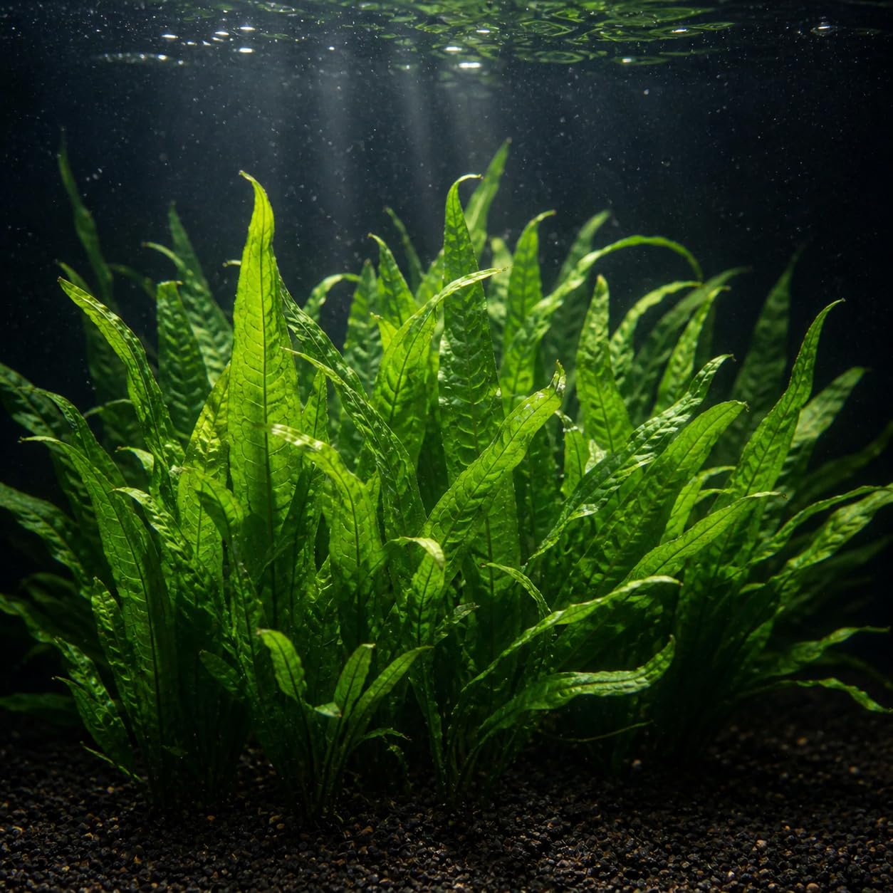 AquaBreedingSkill Set de 3 Microsorium pteropus plantes d’aquarium vivante pour eau douce, plante verte décorative pour aquarium, idéale pour poissons et crevettes – avec passeport phyto (Java 3 pcs)