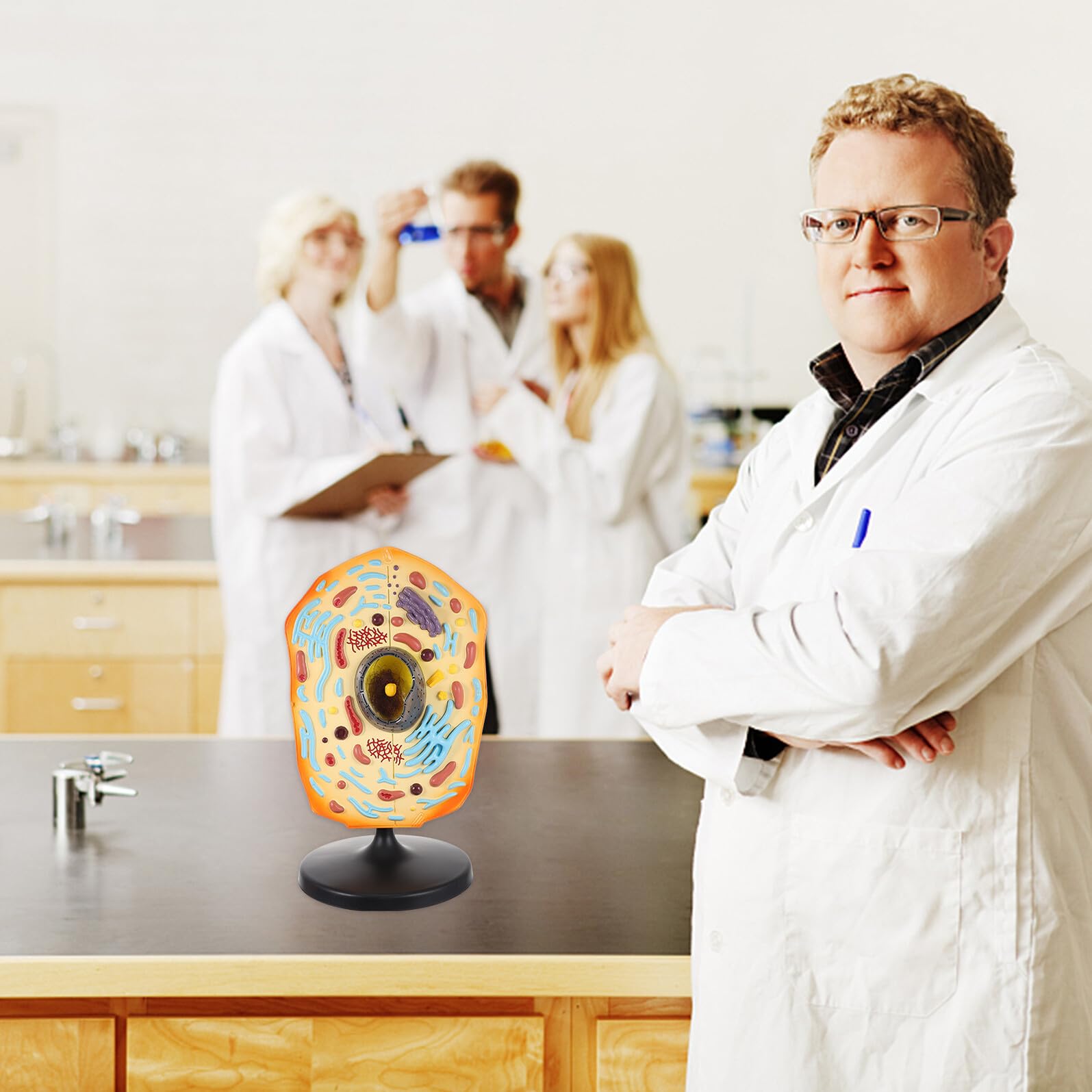 Didiseaon Modèle de Cellule Animale pour Collèges Support Pédagogique Biologie Démonstration et Apprentissage Éducatif