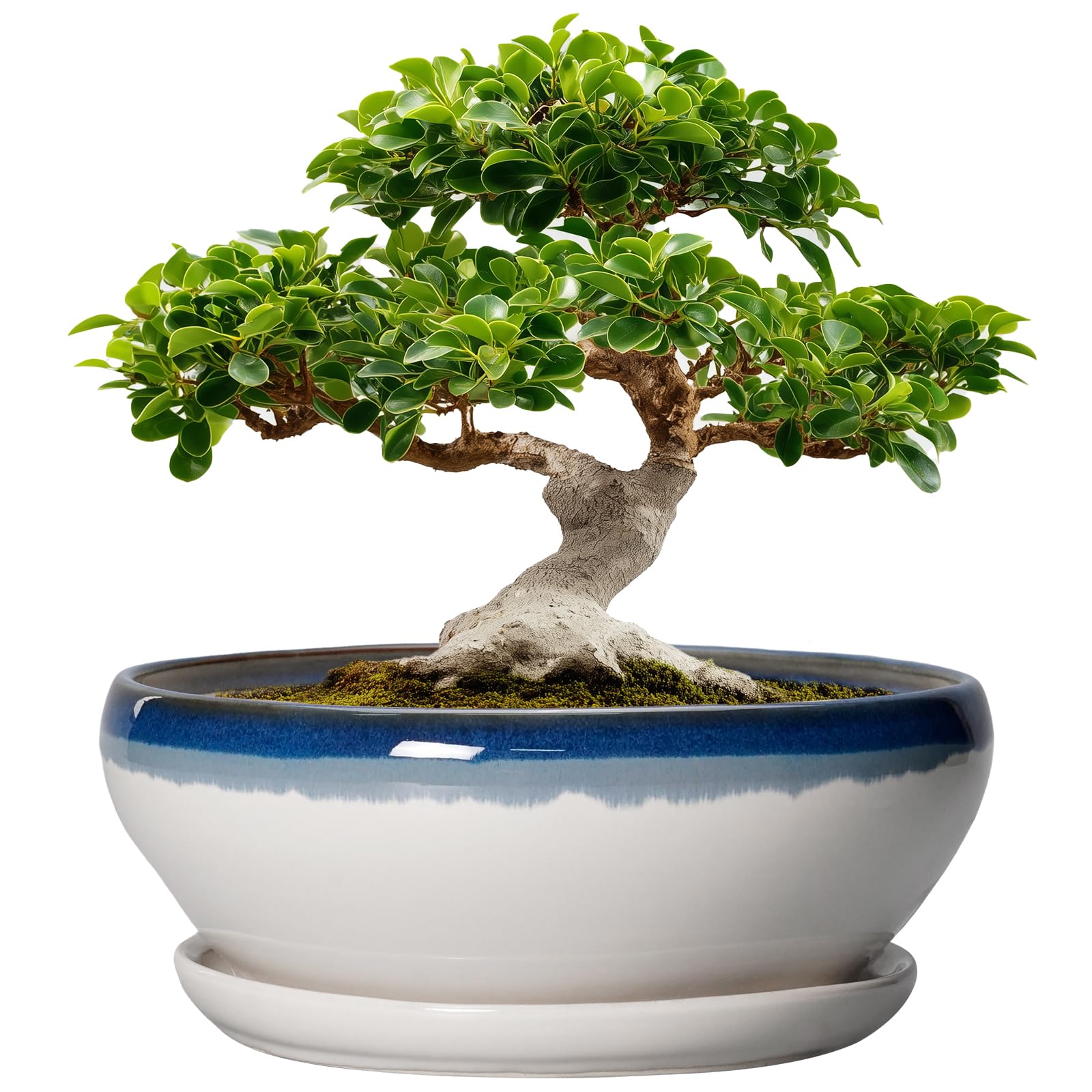 SQOWL Bonsai Pots - 12 Inch Ceramic Plant Pots, Round Indoor Planter with Drainage Hole and Saucer, Shallow Modern Planter Bowl, Room Decor, Blue and Off-White