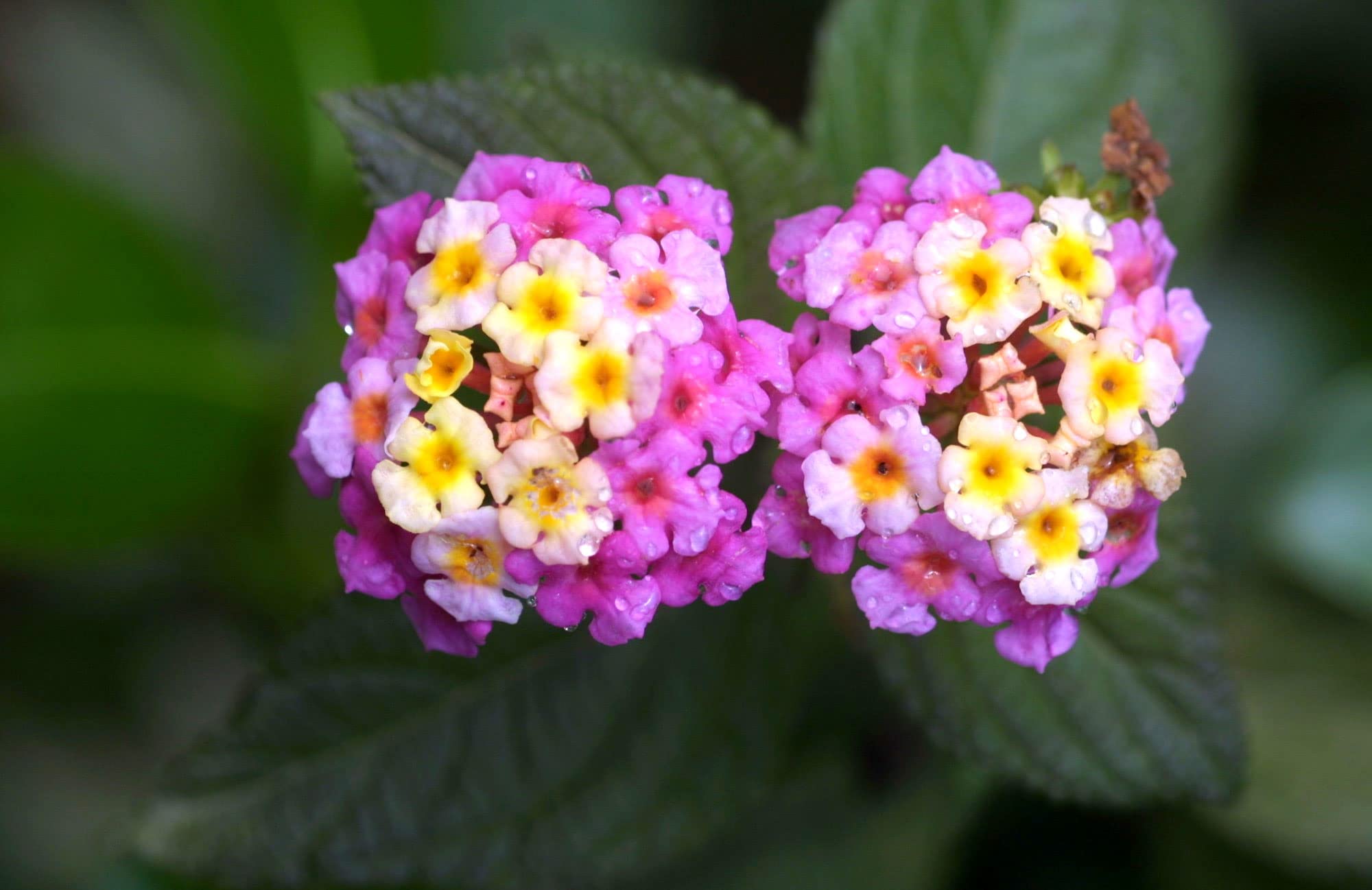 Lantana Plants for Planting Outdoors, Mixed Color Lantana Flowers Live Plants, 2 Plants Not Seeds