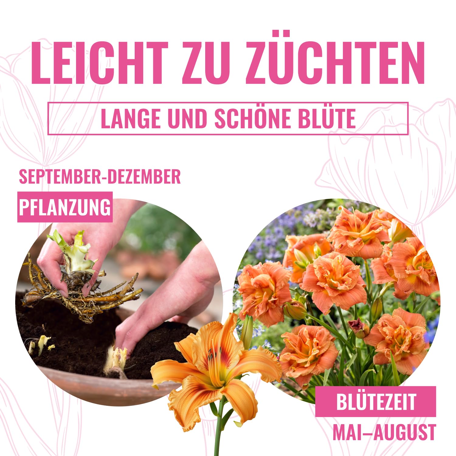Daylilien collezione allevatore (5 piante), miscela perenne di 5 varietà Hemerocallis/colori, grandi perenni invernali dall'Olanda, ibridi per aiuole e sconti (nessun seme, cipolle)