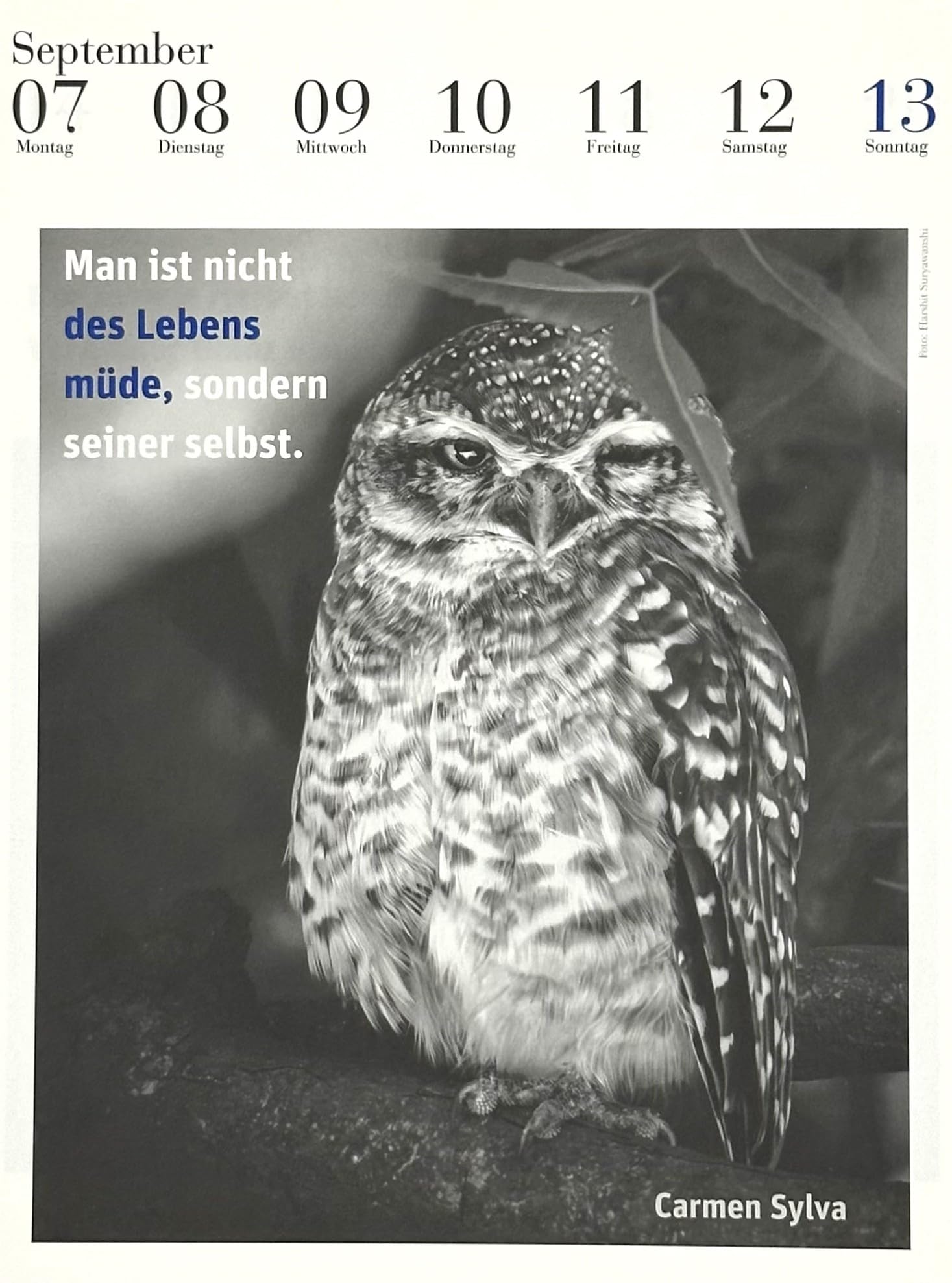 Der literarische Eulenkalender 2026: Zweifarbiger Wochenkalender