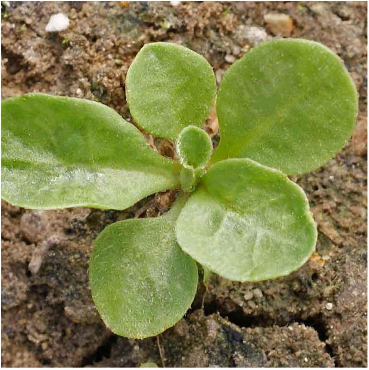 Everwilde Farms - 1/4 Lb English Daisy Wildflower Seeds - Gold Vault