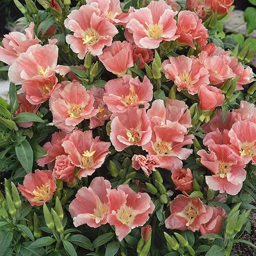 Miniatura 1 de Outsidepride 10000 semillas anuales Godetia Sybil Semillas de flores de salmón para plantar