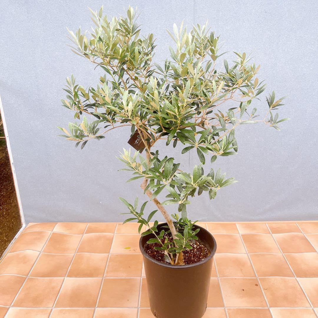 現品　創樹　オリーブの木　オリーブ　マンザニロ　8番　観葉植物　野外　インテリア Amazon｜創樹 オリーブの木 オリーブ マンザニロ 8番 観葉植物 野外