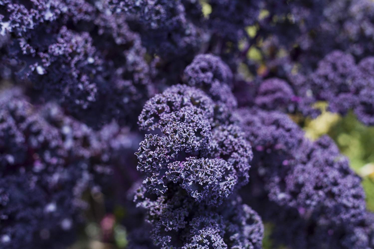 SAFLAX Biologische Boerenkool 'Rode Krauser' – 50 Zaden, Brassica Oleracea, Kleurrijk Wintergewas Met Paarsrode Bladeren, Winterhard En Smaakvol