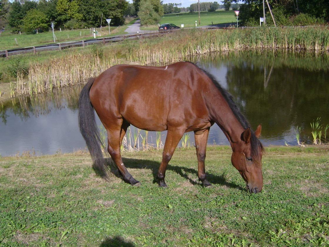 Scheidler horse-direkt 3 x 2,5 L Premium Schwarzkümmelöl für Pferde und Hunde Kaltgepresst Kanister – Frisch Aus Eigener Pressung