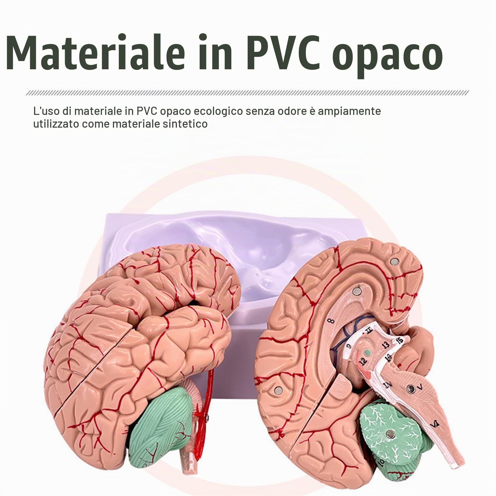 Modello cerebrale Modello di 8 parti del cervello umano con 32 identificatori digitali Dimensioni della vita Anatomia umana per lo studio di classe Science Disposizione di insegnamento dell'anatomia