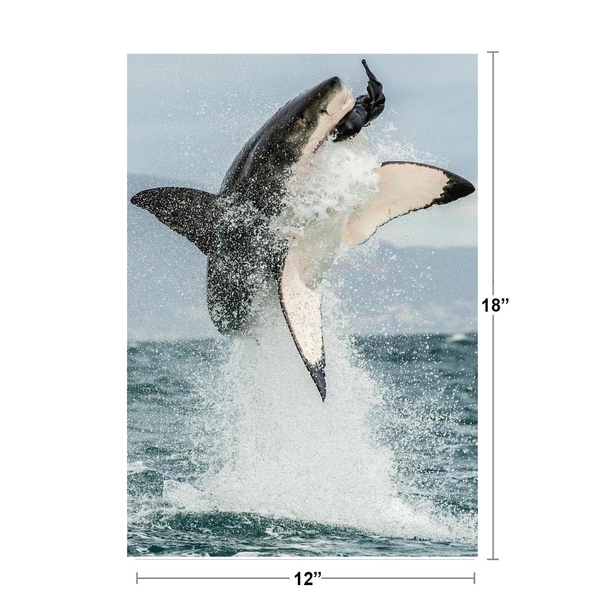 Amazon.com: Shark Jaws Action Poster - Great White Shark Leaping