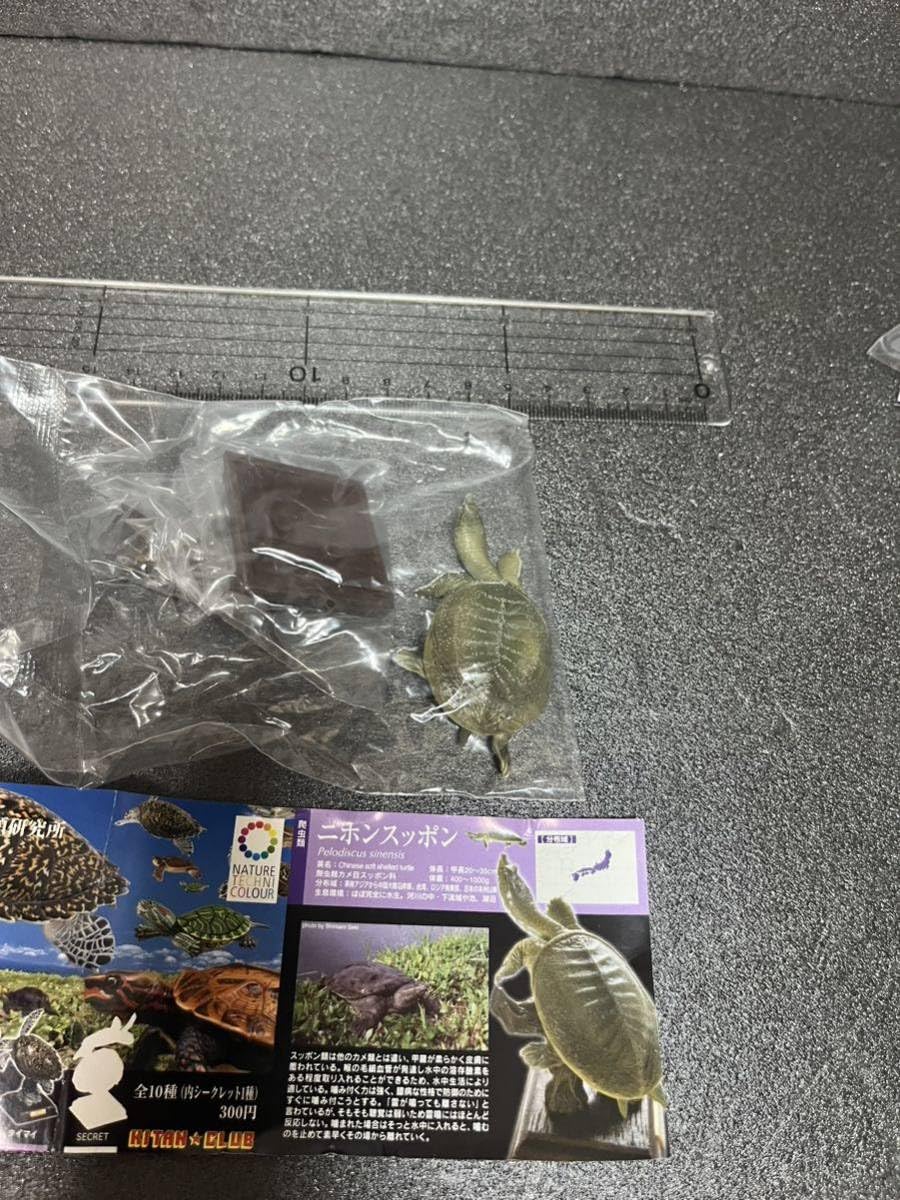 スッポンモドキ フィギュア ネイチャーテクニカラー スッポンモドキ フィギュア ネイチャーテクニカラー Amazon.co