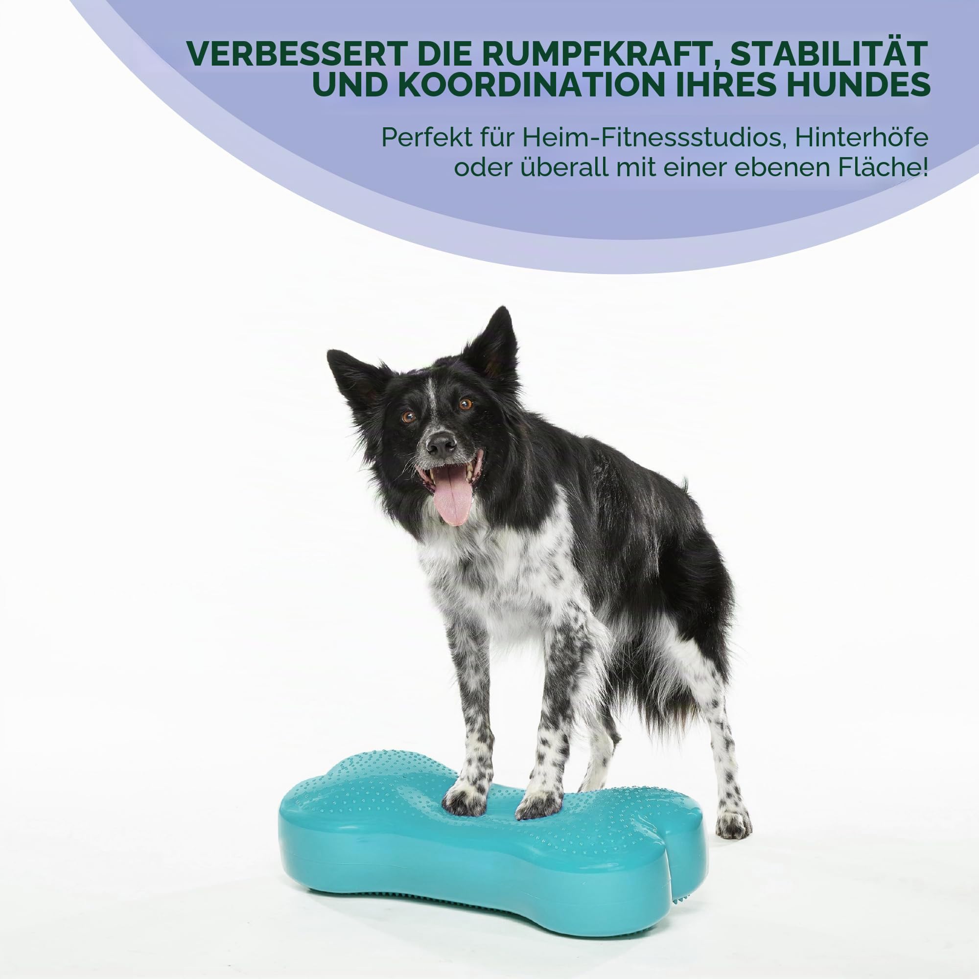 FitPaws k9fitbone Zubehör Erziehung für Hunde, Farbe : sortiert