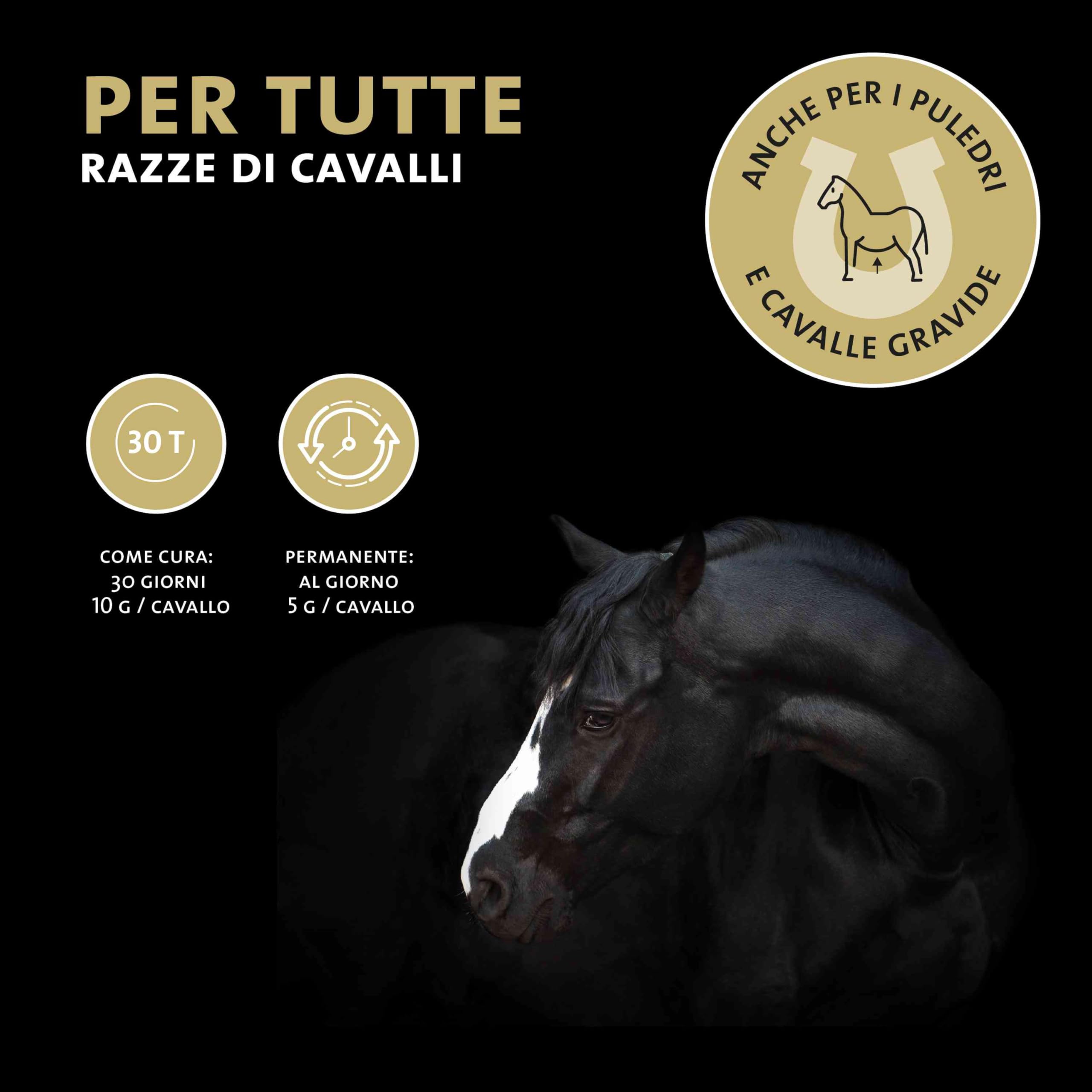 Peticare Polvere Respirazione e Bronchi Cavalli – Supporto Naturale per le Vie Respiratorie – Con Finocchio e Timo – Miscela di Erbe Integratore