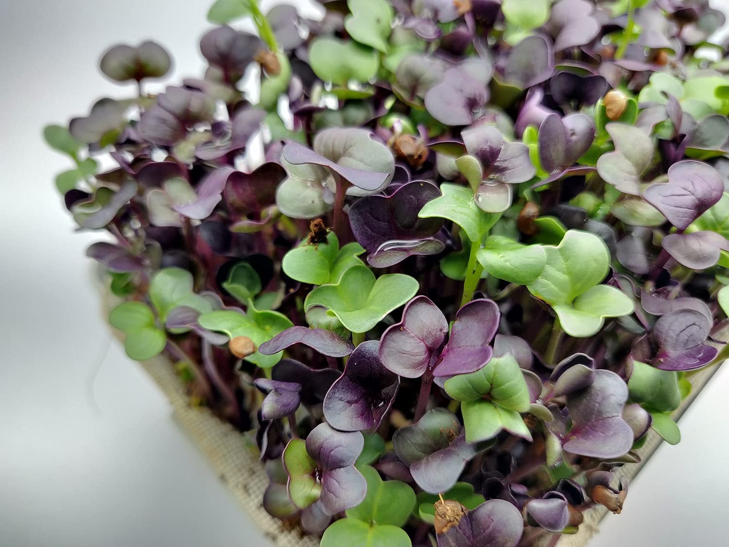 RADISH PURPLE SANGO (70% PURPLE) Microgreen Seeds By Grewery Farm LLP | 50gm | Open Pollinated | 90% Germination | Non Treated Seeds | Non GMO Seeds | Airtight Packaging,Green (B09CLMYXGH) Amazon Price History, Amazon Price Tracker