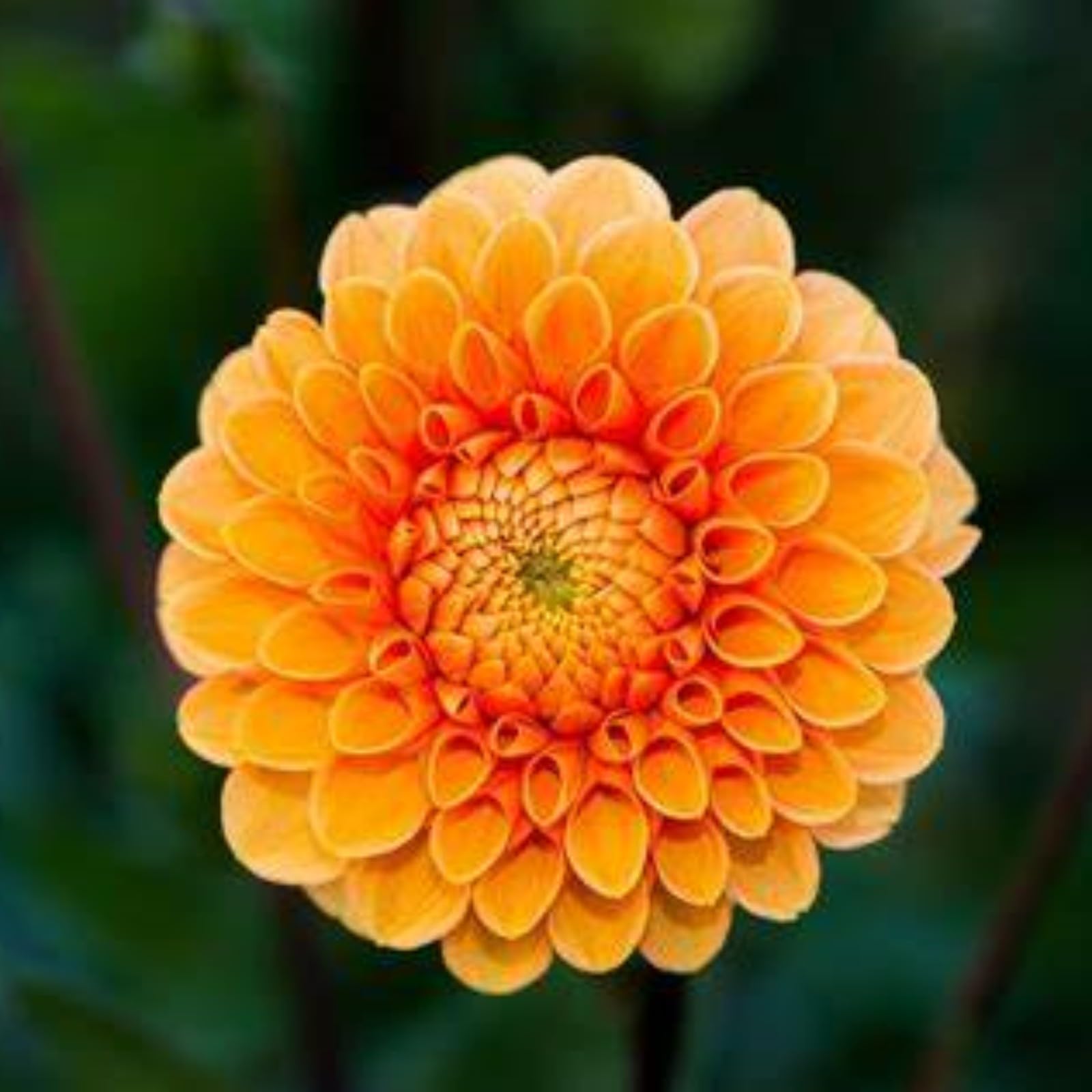Dahlia Bulbs Mix for Planting Now UK,Hardy Perennial,Dahlia tubers Bulk,Strong Plants That Grow Well,Beauty of Garden,Wedding Flowers,Gift Ready-2bulbs-C