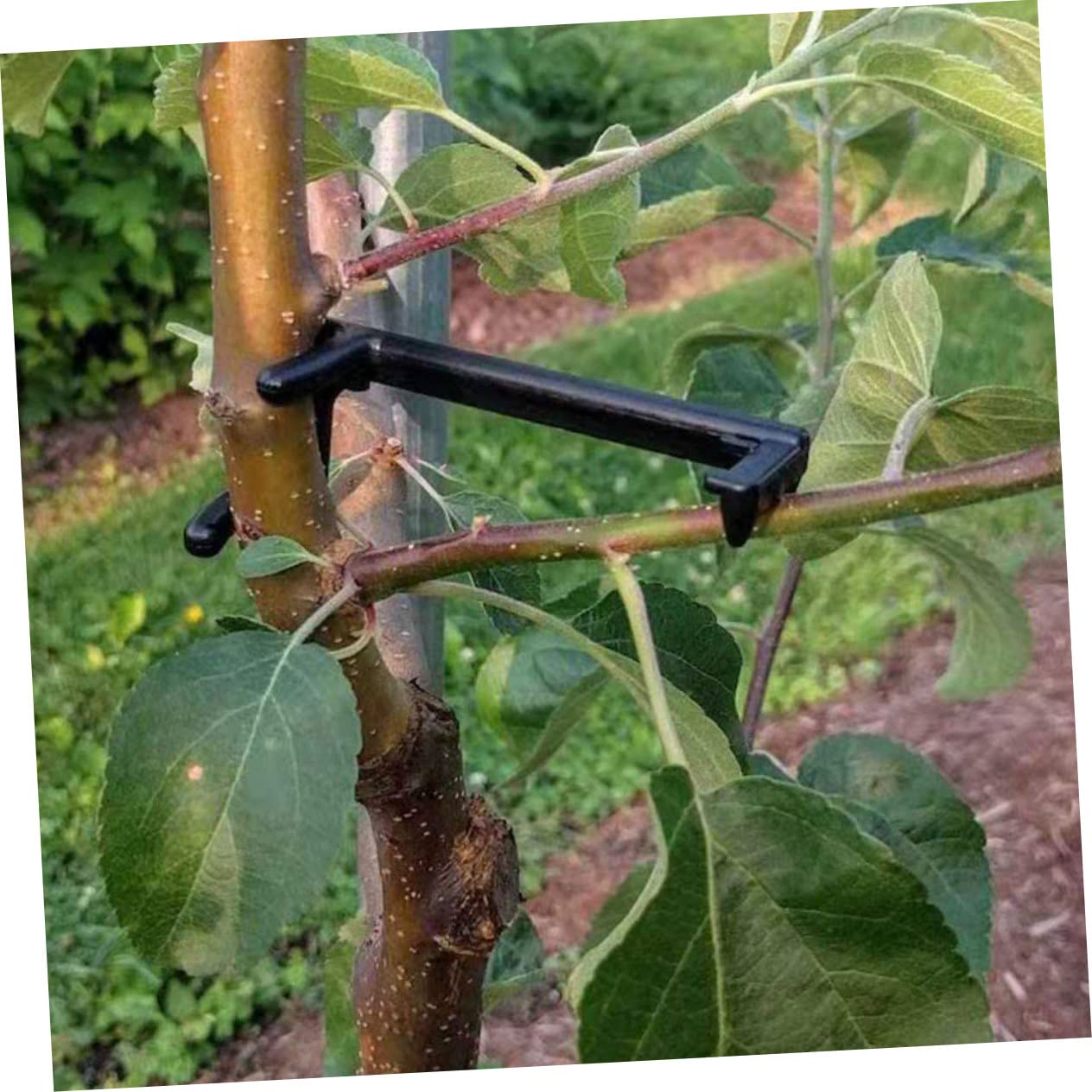 UPKOCH 2 Sätze Pflanzenzweig Bieger Clips Verstellbare Halter Für Obstbäume Und Blumen Zur Formung Und Unterstützung Von Pflanzen Langlebig Und Wetterbeständig 25 Stücke * 2
