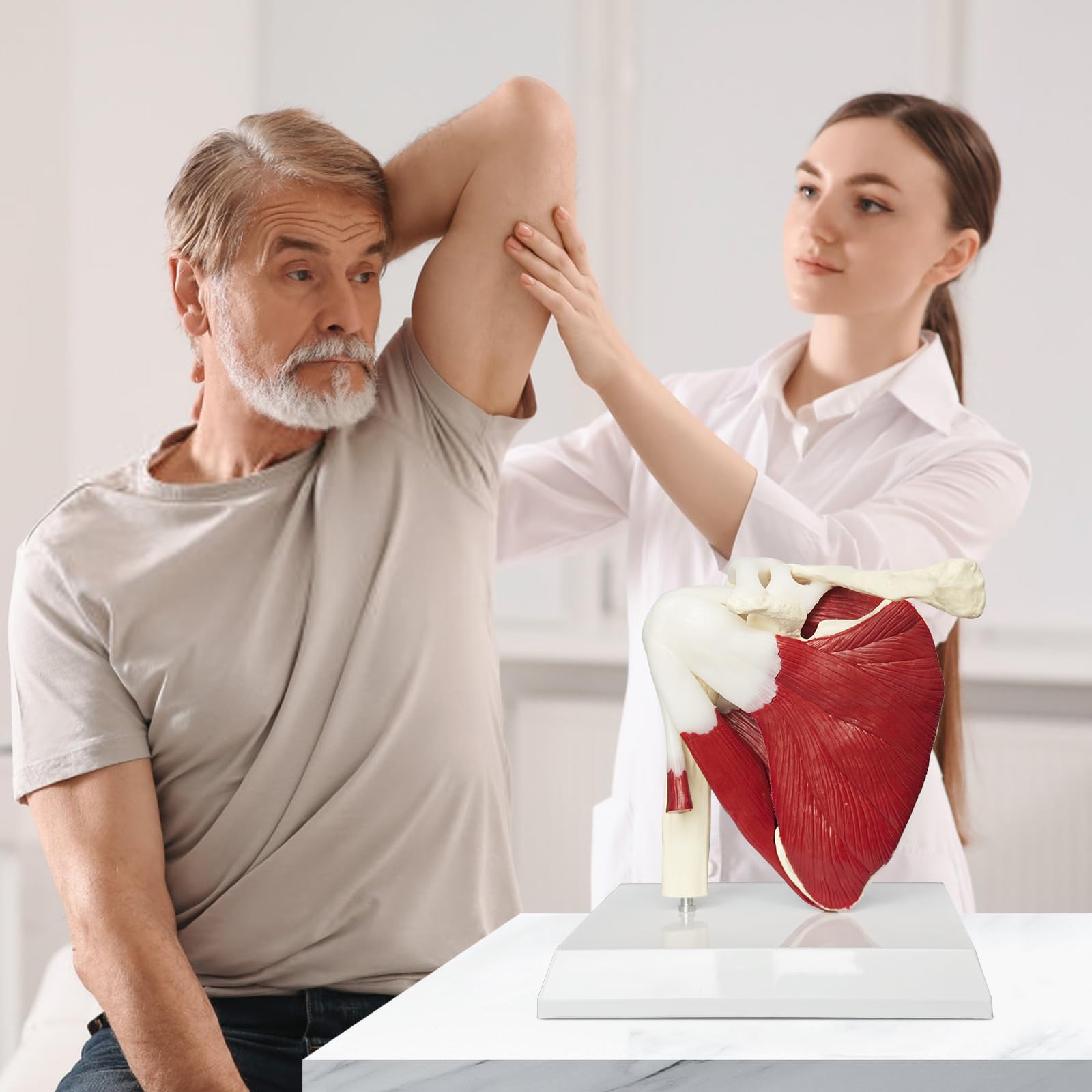 Schulter Modell Anatomie, Anatomisches Schultergelenk Modell Mit Muskeln Und Sehnen, Lebensgroßes Schulter Modell Für Die Medizinische Anatomie