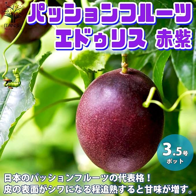 Amazon Co Jp パッションフルーツの苗 品種 エドゥリス赤紫 果樹苗 10 5cmポット実生苗 1個売り 学名 Passiflora Edulis 英名 Passion Fruit タイプ トケイソウ科トケイソウ属 パッシフロラ属 原産地 ブラジル 自家結実性 あり 1本で実が付きます エドゥリス赤