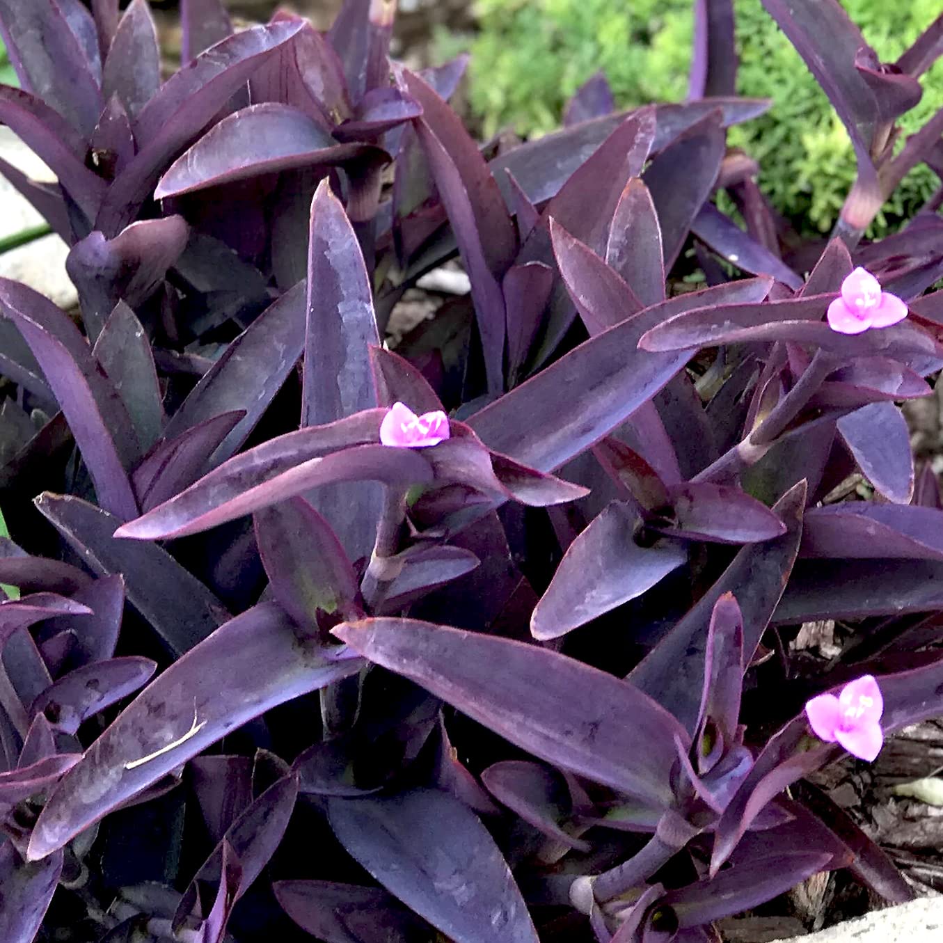 紫草 Amazon.co.jp: セトクレアセア(ムラサキゴテン) 3号ポット 2個セット