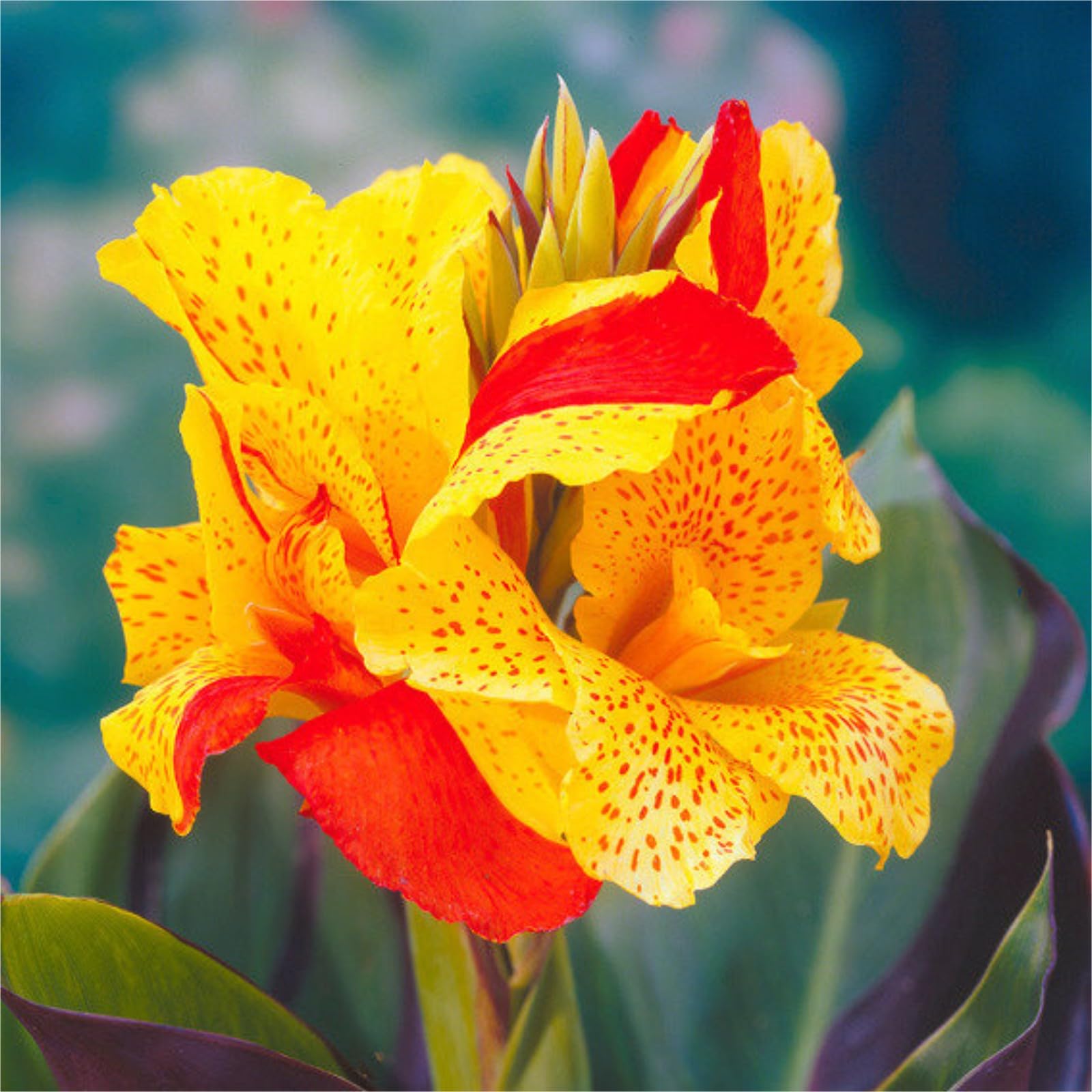 6 Tuberi Di Canna Indica Per Balcone E Giardino, Gigli Di Canna Resistenti Per Esterno, Fiori Ornamentali