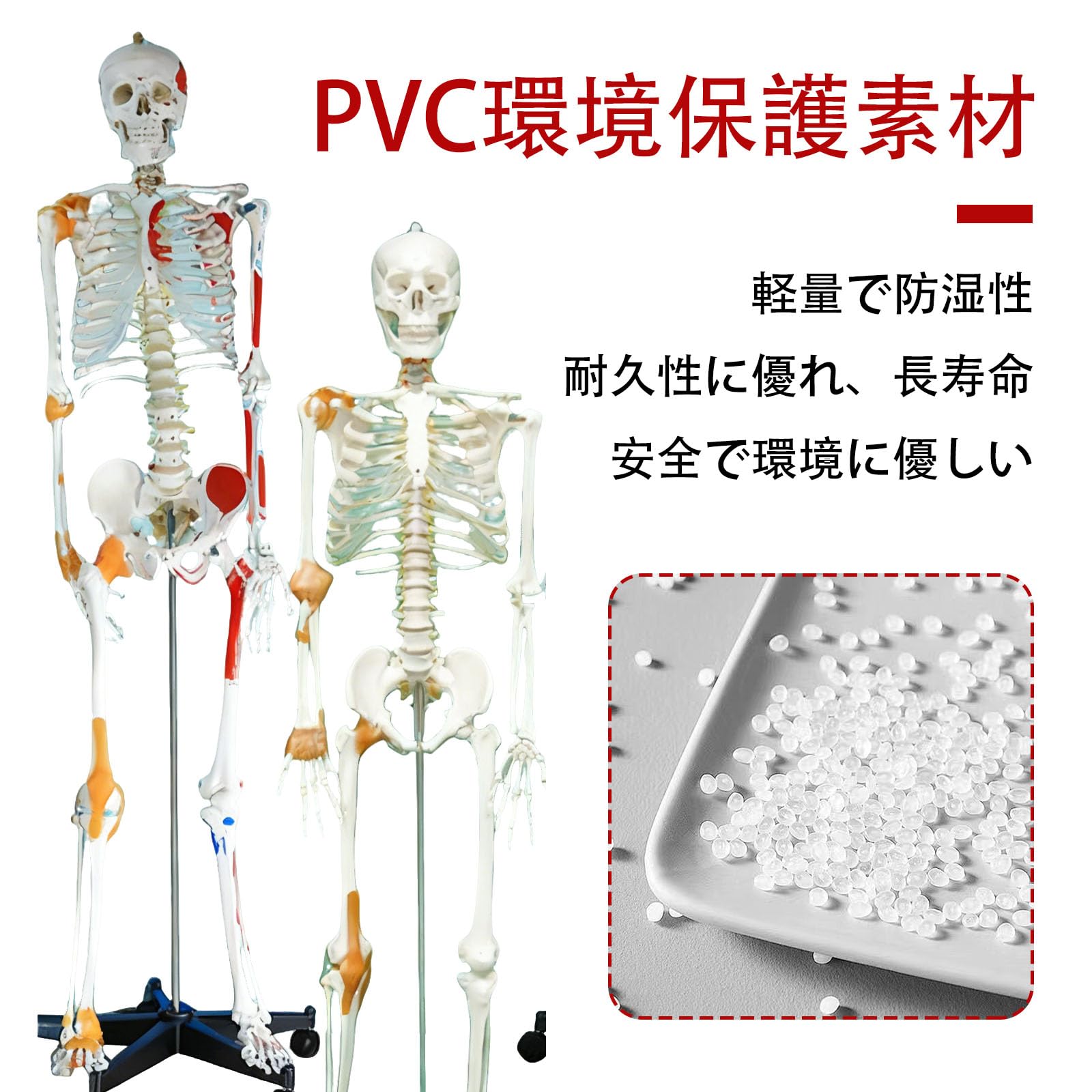 全身骨格模型　等身大(170cm) Amazon.co.jp: 等身大 170cm 人体模型 全身骨格模型 骨格 標本 骨 骸骨