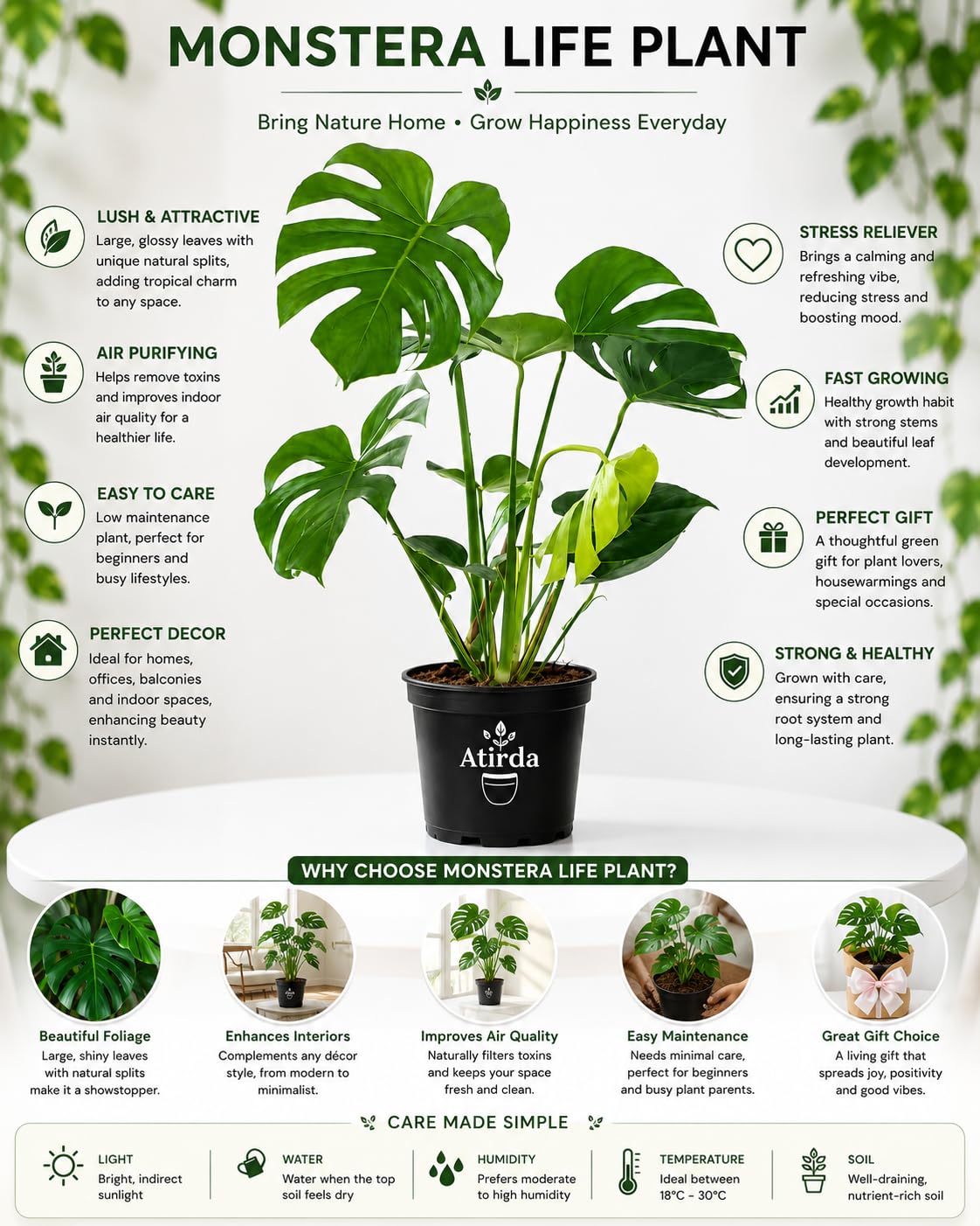 Monstera Deliciosa Plant - Live Tropical Houseplant -3 Monstera Deliciosa Plant - Live Tropical Houseplant -3