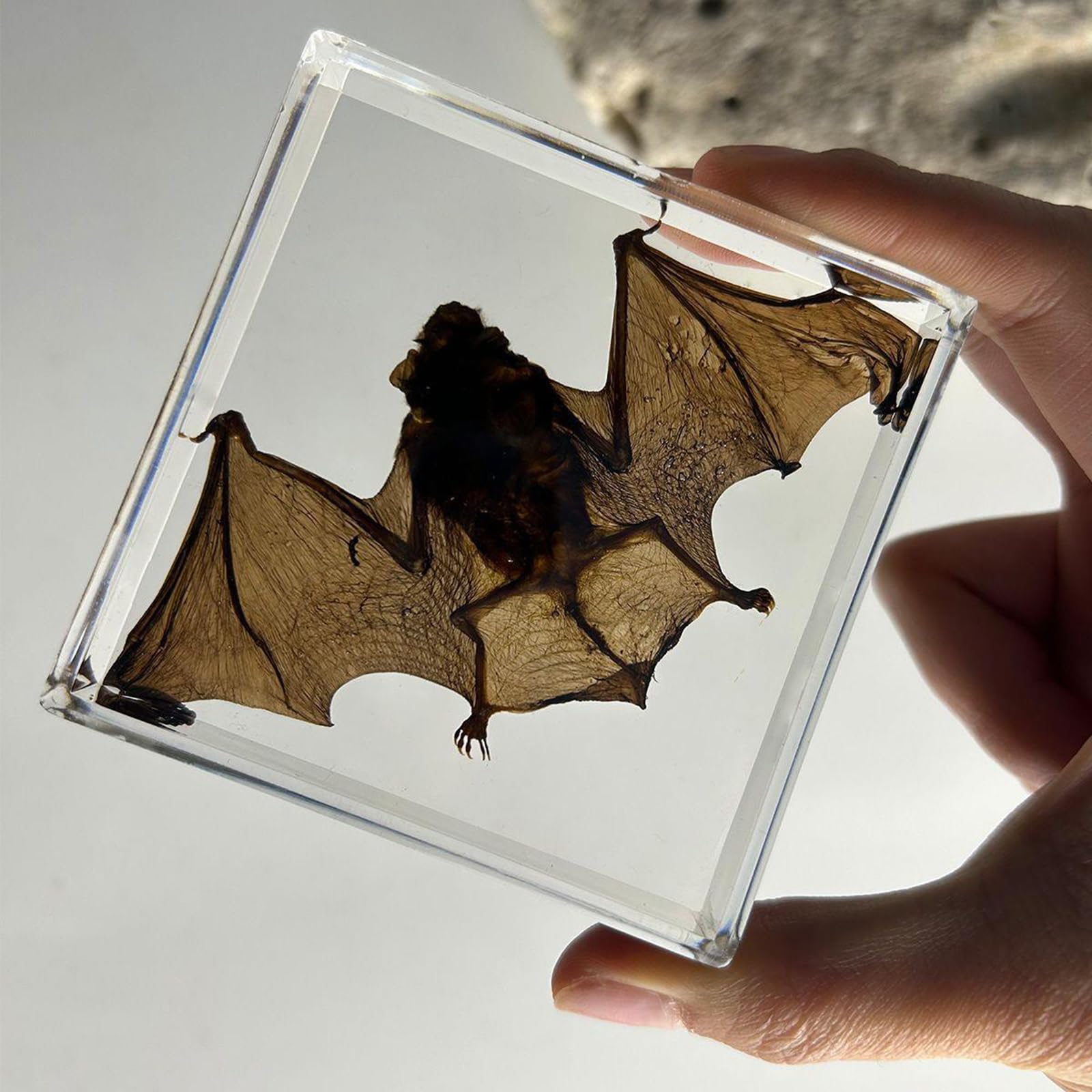 Präparierte Fledermaus - Echte Fledermaus-Spezimen - Tierpräparat Klarer Acryl-Biologiemodell Fledermaus-Spezimen für wissenschaftliche Beobachtung