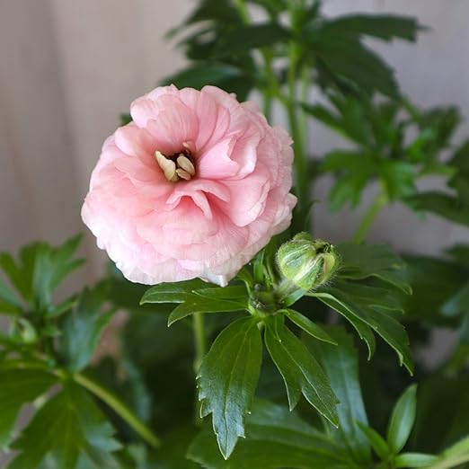 Amazon Co Jp 超大苗 ラックスシリーズ アリアドネ ラナンキュラス 艶々 ７号鉢 鉢花 球根 ガーデニング にこちゃん園芸 Diy 工具 ガーデン