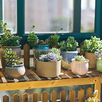 Amazon.co.jp: 観葉植物 フェイク多肉植物フェイクグリーン観葉植物