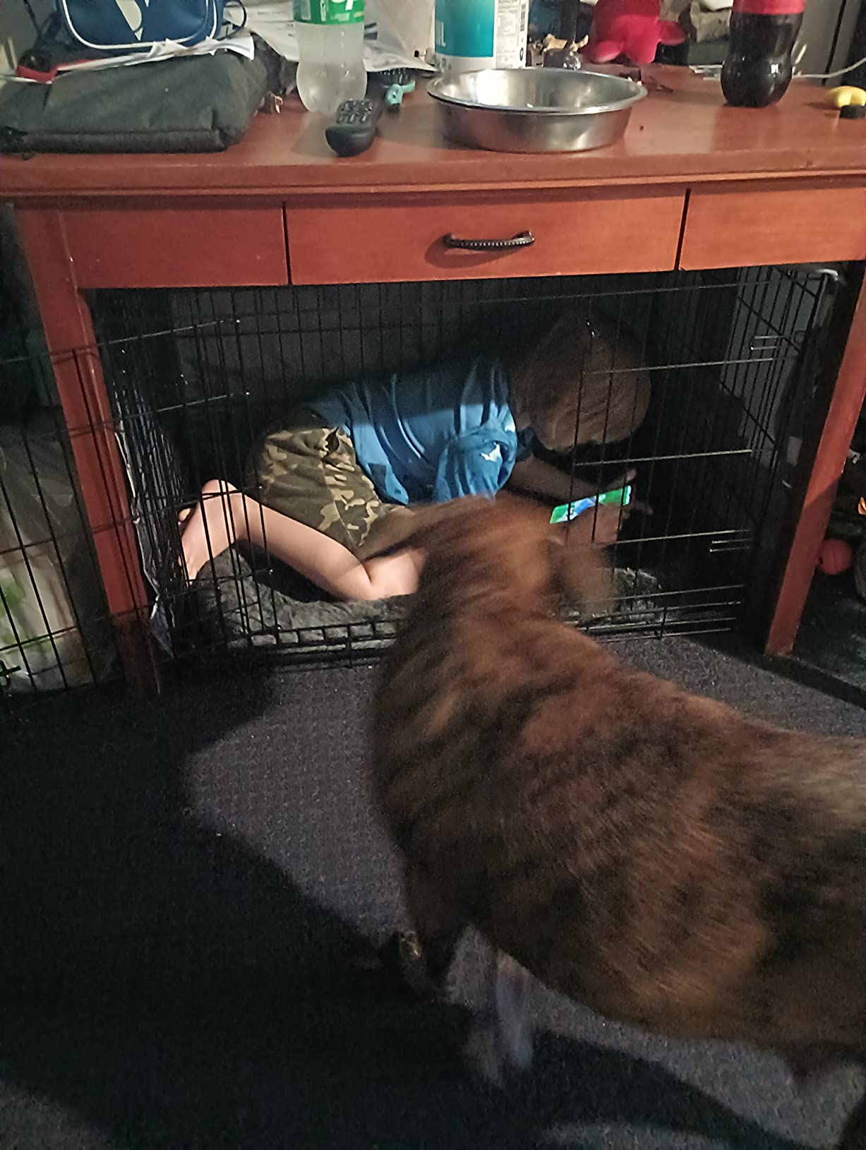 20/mo Finance New World Double Door Dog Crate Kit Dog Crate Kit