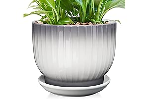 8 Inch Ceramic Planter: Adorn Your Home with Grace and Greenery