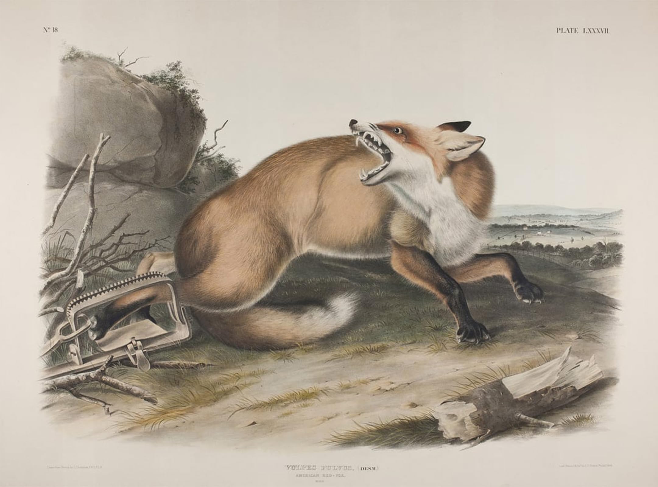 SERENDIPITP Vintage Picture Print on Canvas Wall Art Poster Yellow Animal by John Jame Audubon Artwork Print Poster for Wall Decor 60x90cm