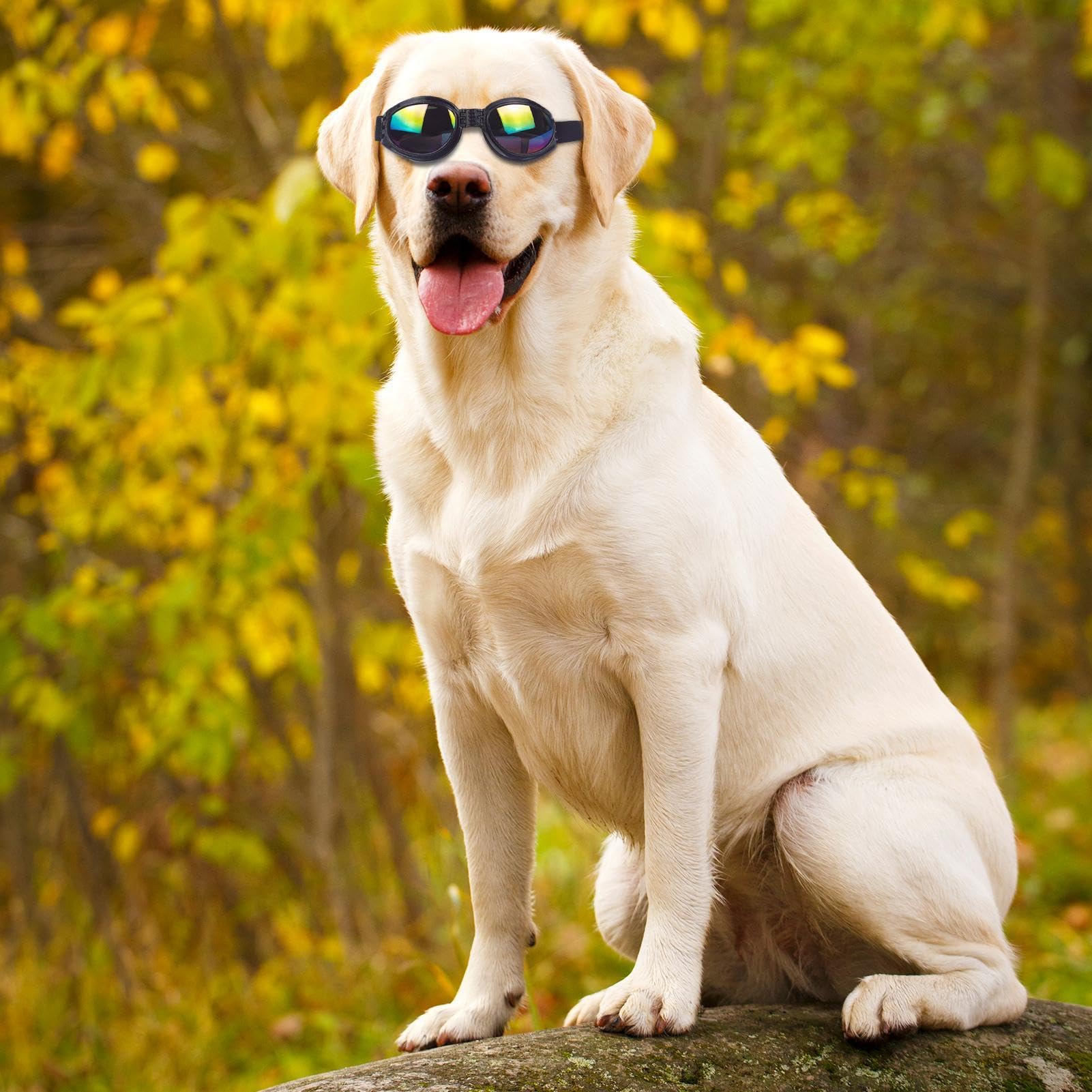Occhiali da sole per cani - Occhiali per animali domestici da 4,72 pollici Protezione UV Cinturino regolabile | Dog Eye Wear - Ochiali per animali domestici elastici e comodi per l'uso in viaggio con