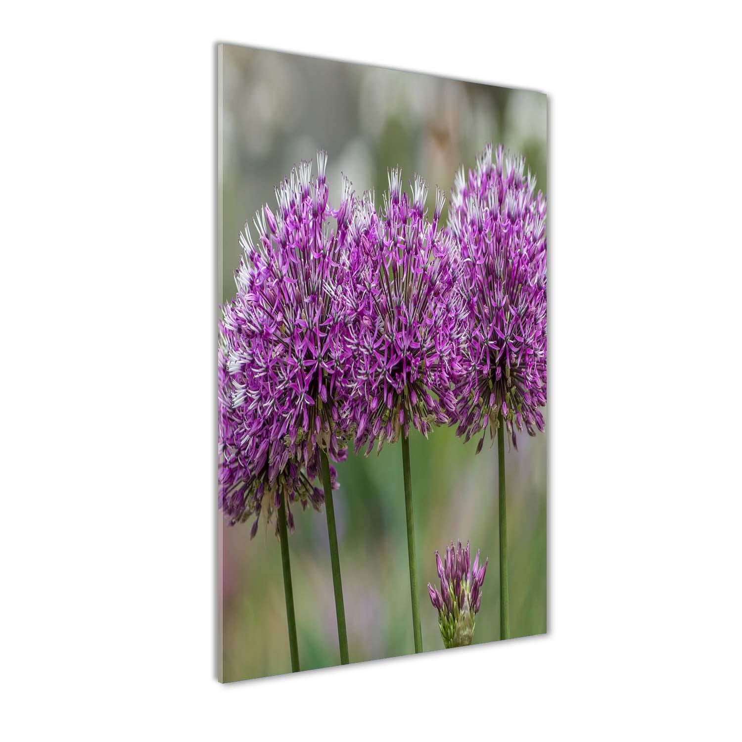 Impression sur verre d'art panoramique Tulup fleurs d'ail violet tableau de salon
