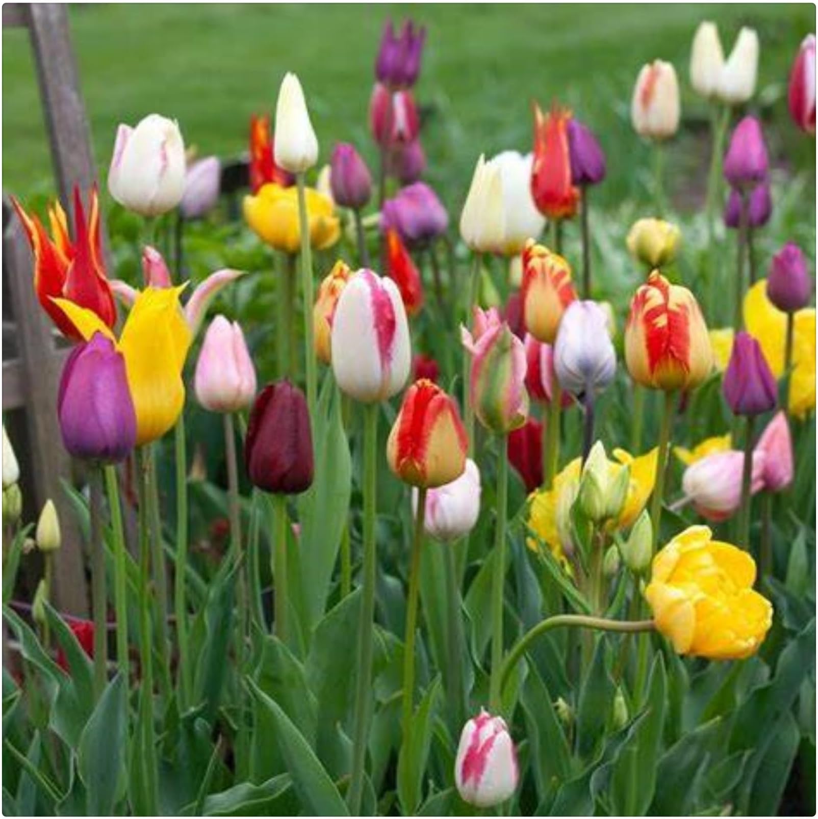 50+ Tulpenzwiebel Arrangement Für In Den Garten Kaufen, Ganzer