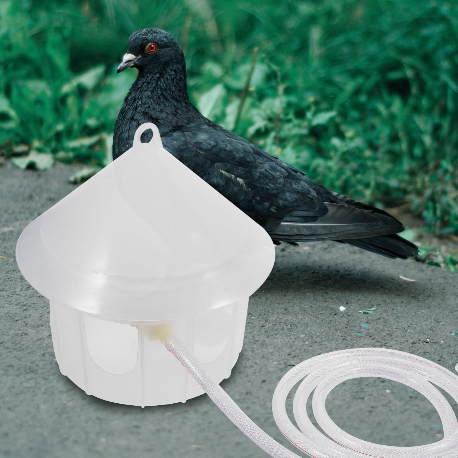 Toddmomy Distributore d Acqua Automatico Per Gabbie Uccelli Mangiatoia Per Piccioni e Colombe Accessorio Per Pappagalli Superficie Liscia Facile Pulizia