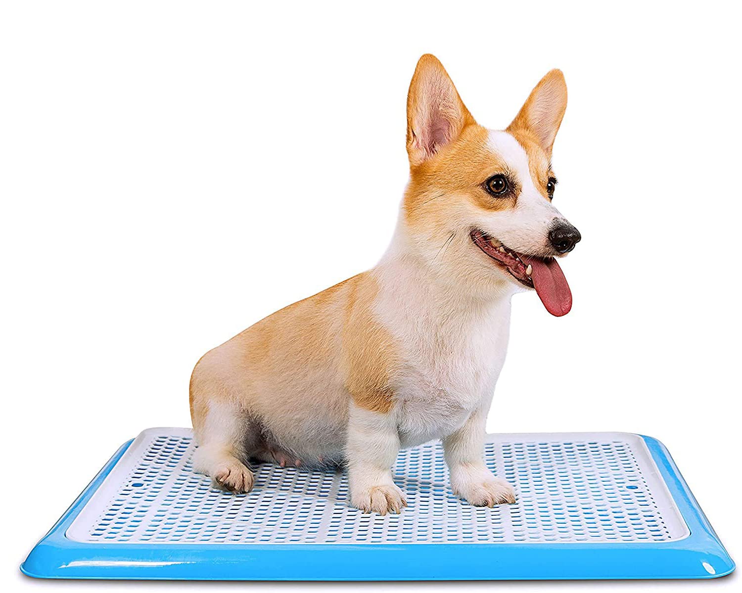 ZIBUYU® Blue Plastic Indoor Training Toilet Pee Pad Holder & Pet Potty Tray for Dog,Puppy Keep Paws Dry and Floor Clean 19.7x14.2inch (B0BR1NYCDQ) Amazon Price History, Amazon Price Tracker