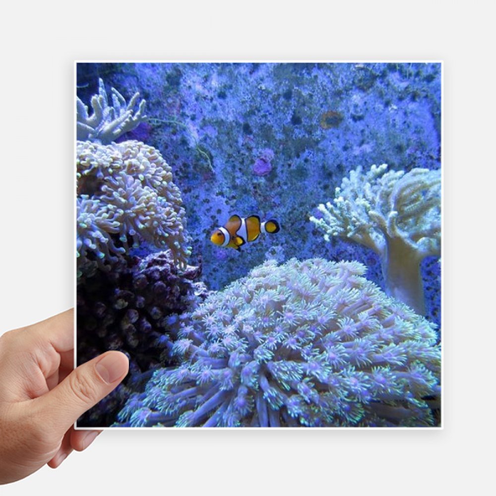 Pez payaso pegatinas de 20cm con diseño científico de coral oceanográfico