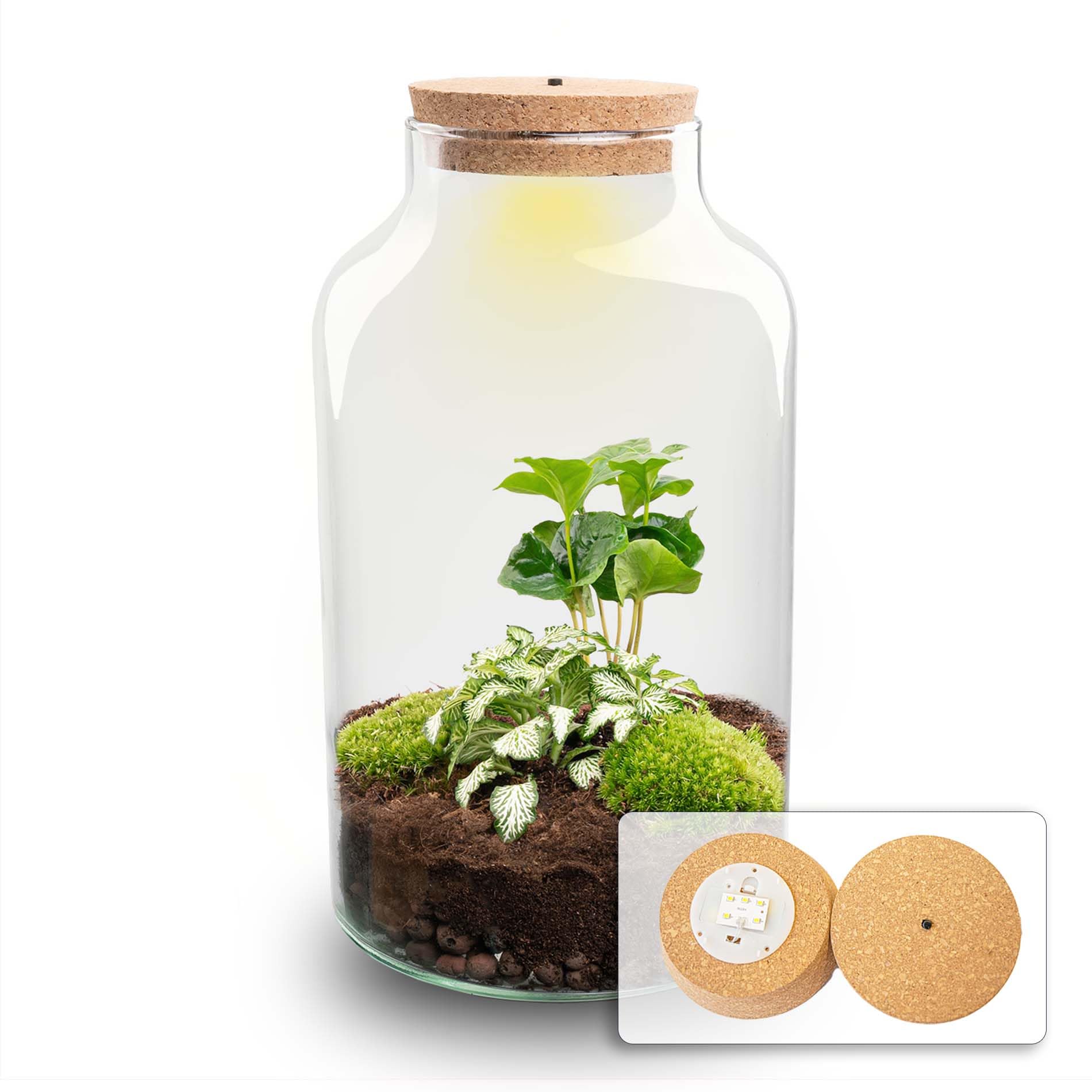Terrarium végétal • Milky Coffea avec Lampe • Plante de l'écosystème • ↑ 31 cm