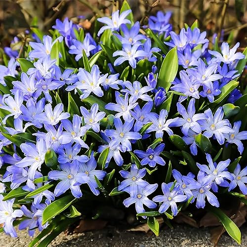 Chionodoxa Luciliae Bulbos – Flores de primavera perennes e impresionantes | Complemento perfecto para cualquier jardín – Glory of the Snow Bulbos