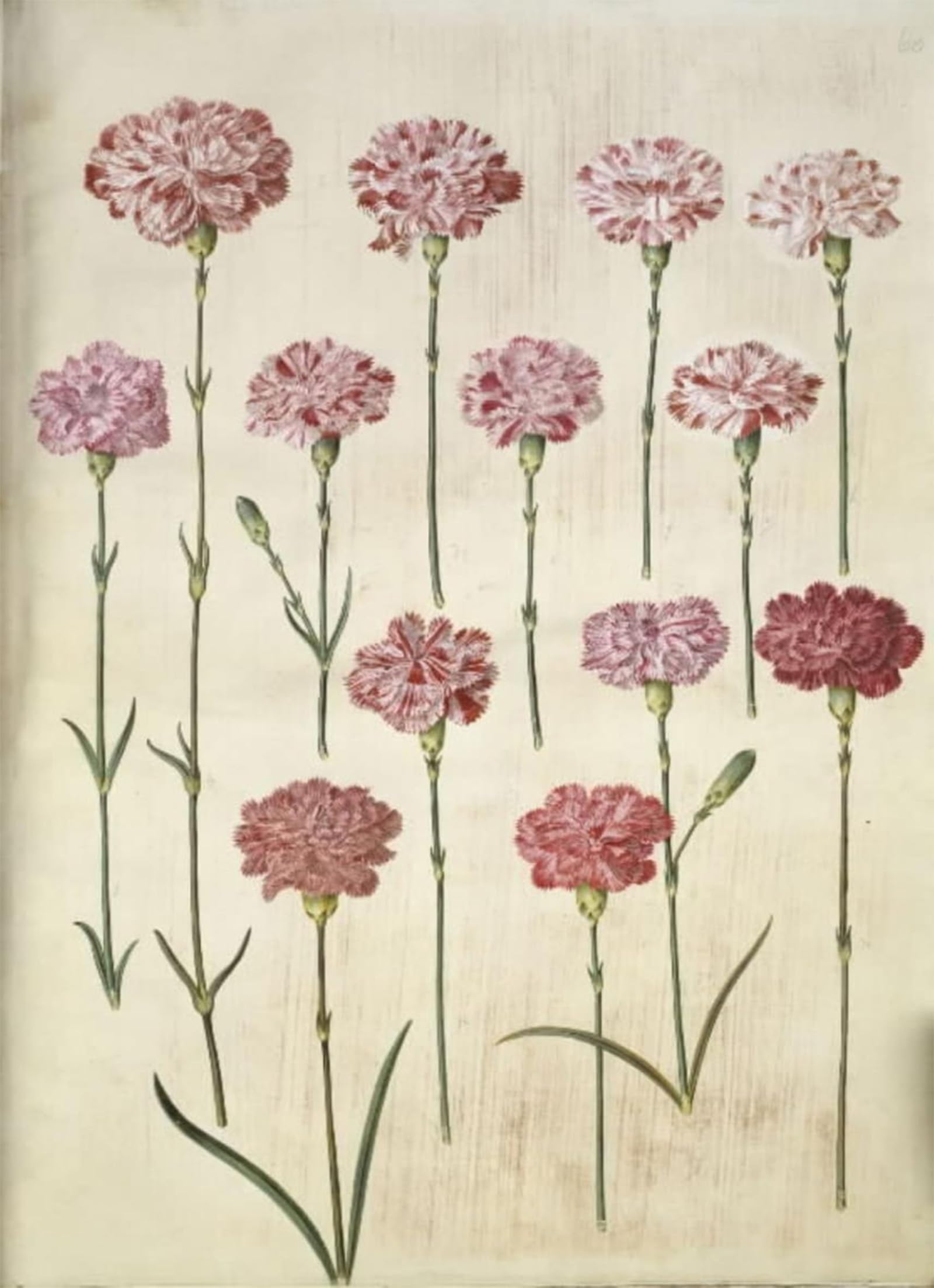 ARTXLXXBN Famous Prints Artwork Pictures Poster Painting Art Dianthus Caryophyllus by Hans Simon Holtzbecker Artwork Landscape Pictures for Home Decor 60x90cm