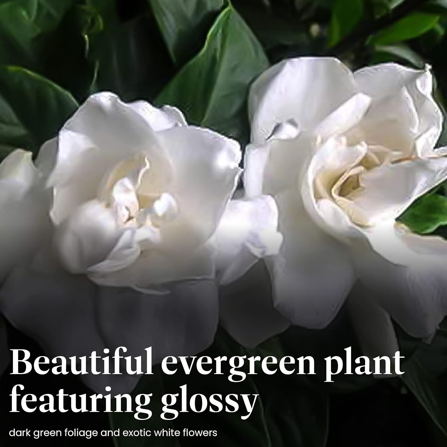 American Plant Exchange Gardenia Tree – Live Evergreen in Large 8-Inch Pot, Fragrant White Blooms, Easy-Care Indoor & Outdoor Flowering Tree for Home, Patio & Garden Décor