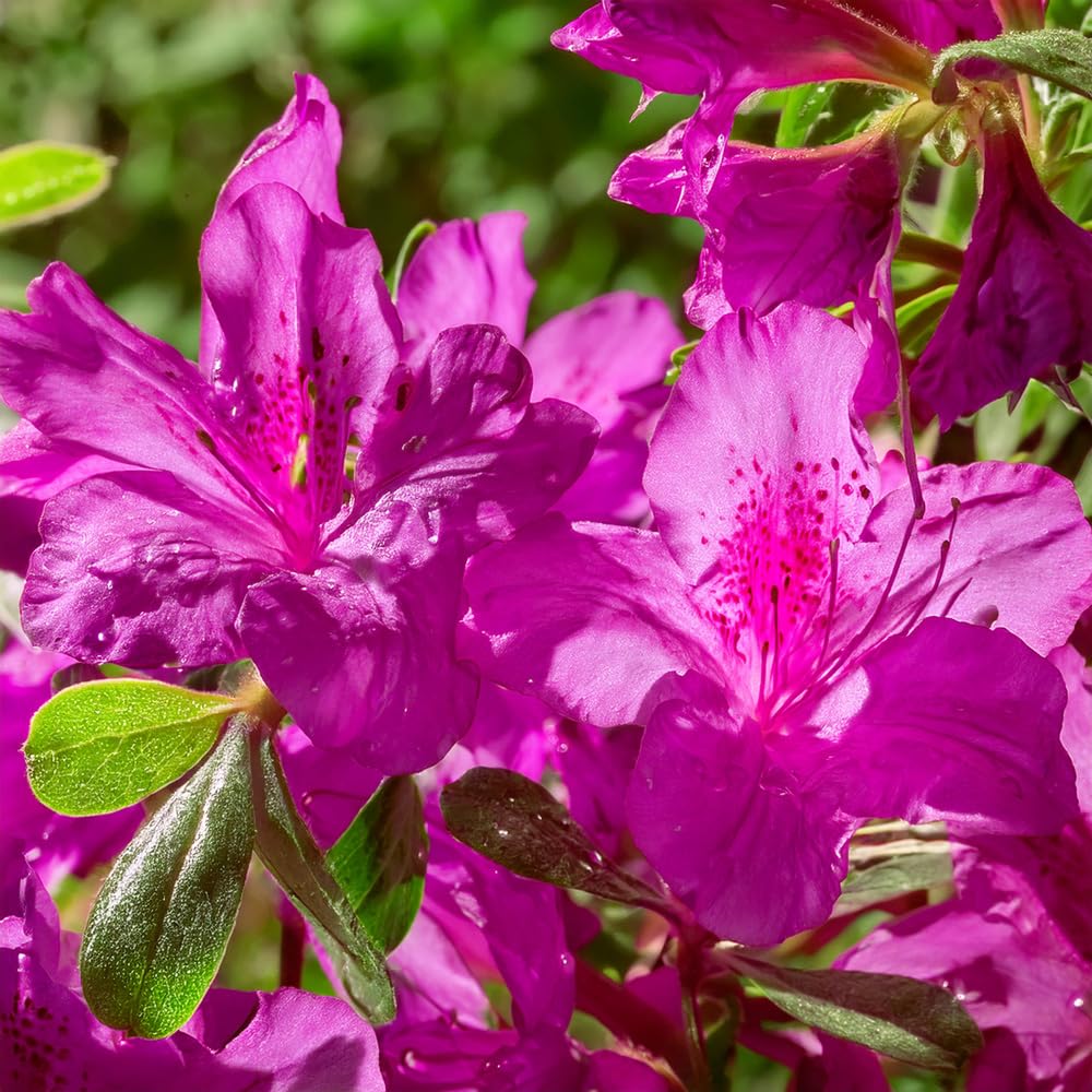Bedwen Azalea 'Blue Danube' 9cm Plant x2 – Hardy Evergreen Perennial Shrub with Violet‑Blue Spring Flowers for Shady Borders, Patio Pots & Woodland Gardens