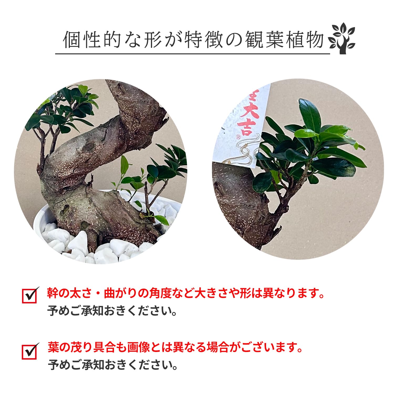 Amazon｜花のギフト社 ガジュマル 大型 大きい 観葉植物 本物 お祝い