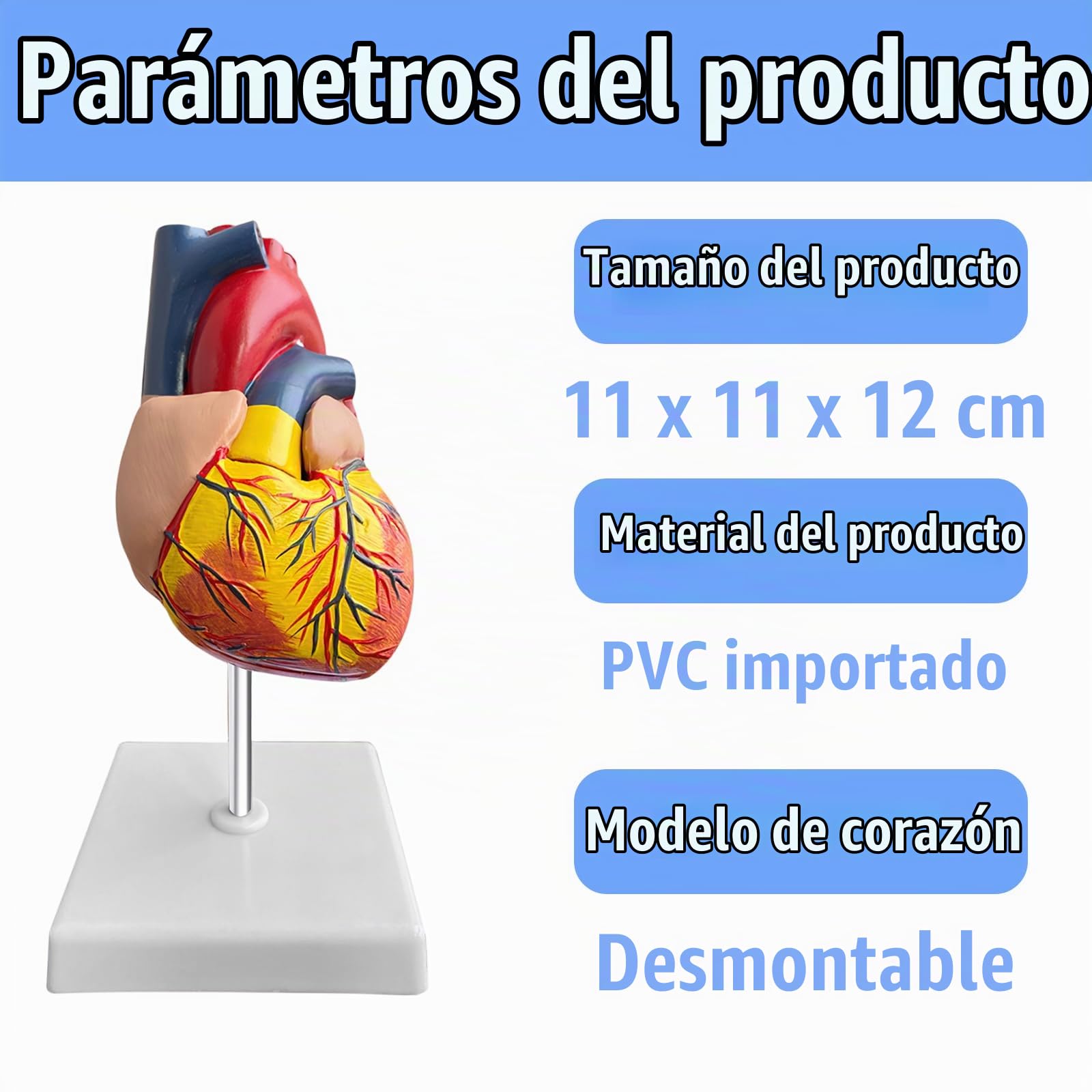Nizirioo Humano Modelo de Corazón: 1:1 Modelo de Corazón Anatómico, Desmontable Modelo Anatómico del Corazón Humano para Lecciones de Medicina Modelo del Corazón Humano de Tamaño Natura