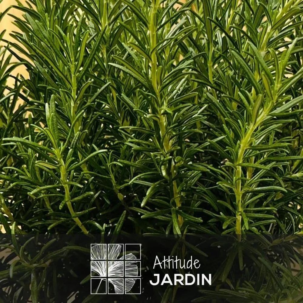 Attitude Jardin - Romarin - aromatique - 35-40 cm - ⌀ 18 cm - véritables herbes fraîches