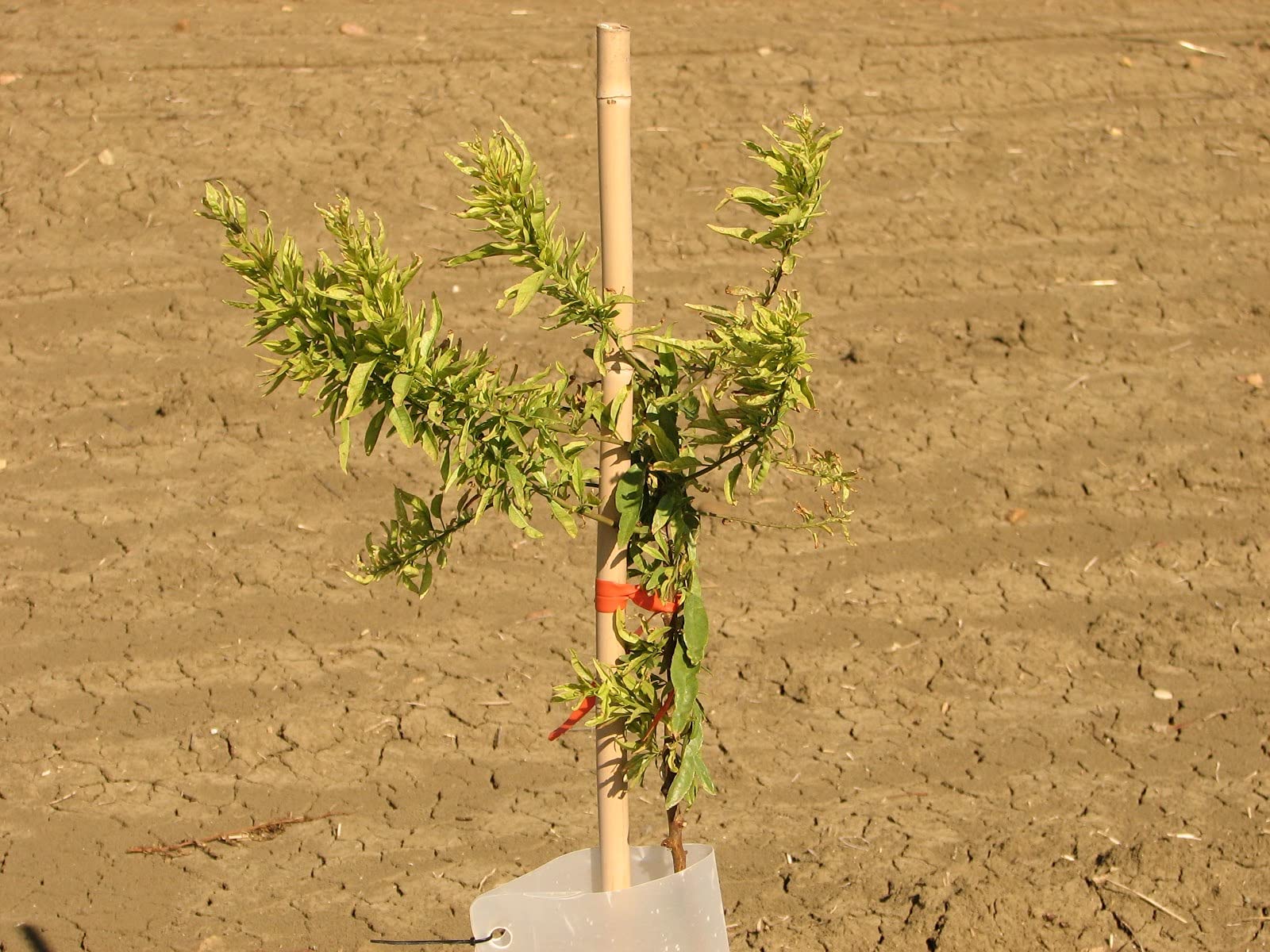 Tutor de bambú Chino plastificado de 1,5 m. de Altura, diametro 20-22. Pack de 50 Unidades. Tutores válidos para Todo Tipo de Plantas.