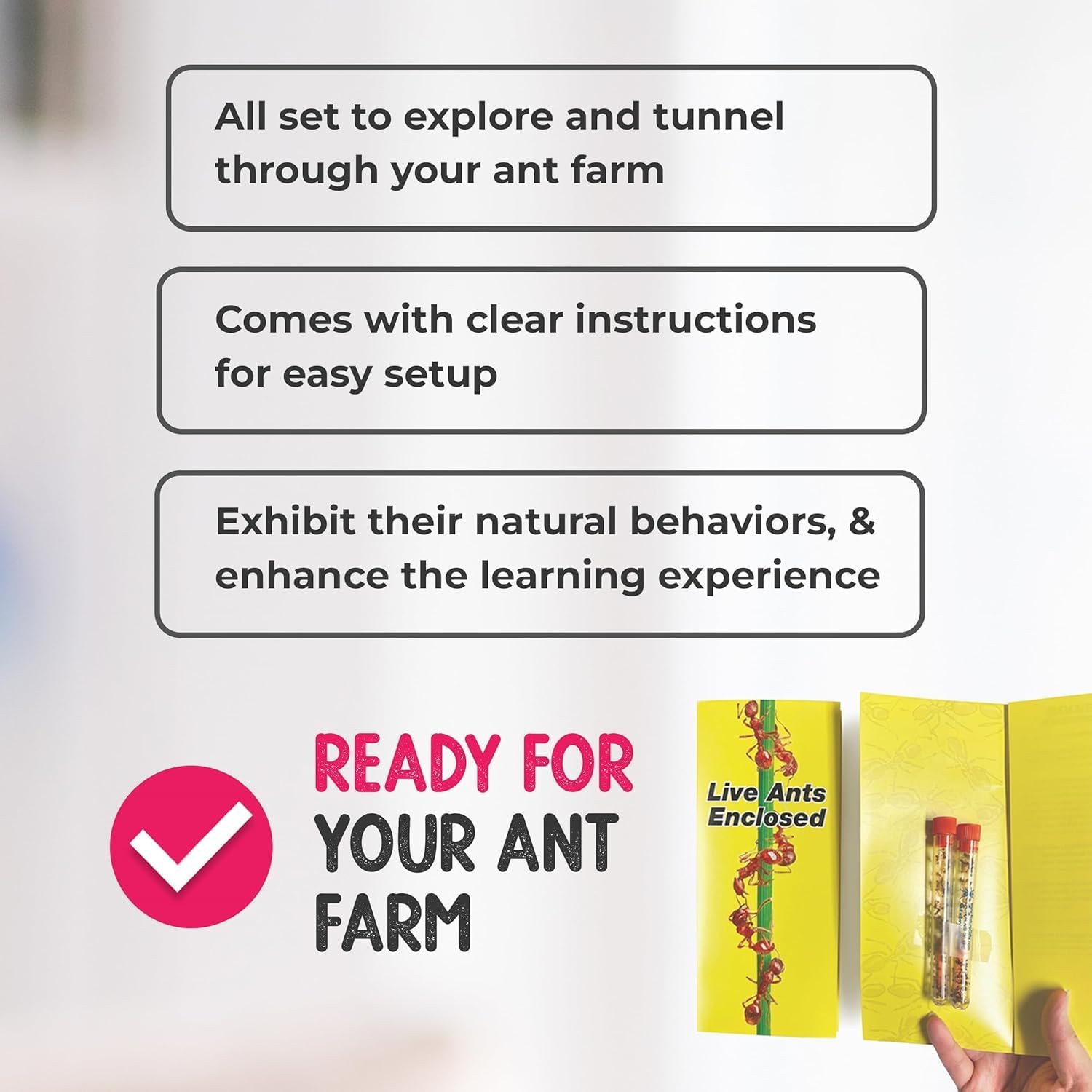 1 Tube of Live Ants Plus Ant Food, Honey Treat, & Book, Ant Habitat Kit Refill