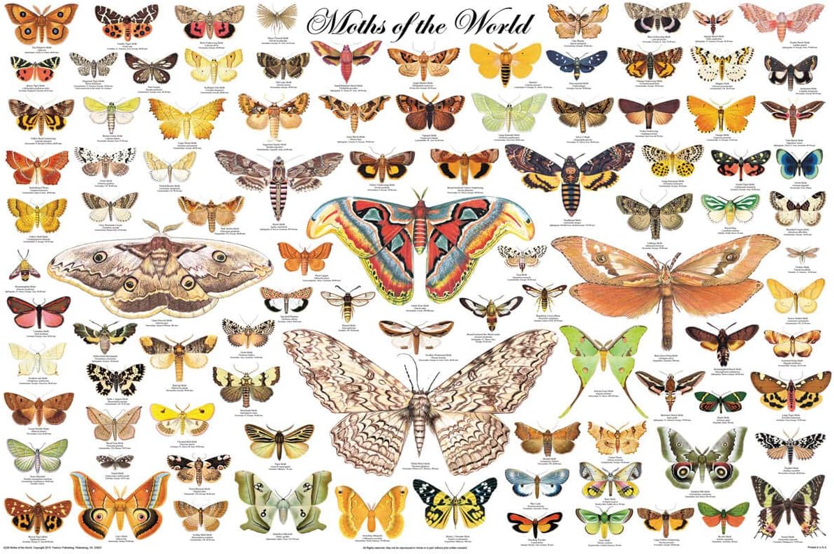 Feenixx Laminated Moths of the World Poster Lepidoptera Giant Peacock Luna Comet 24x36
